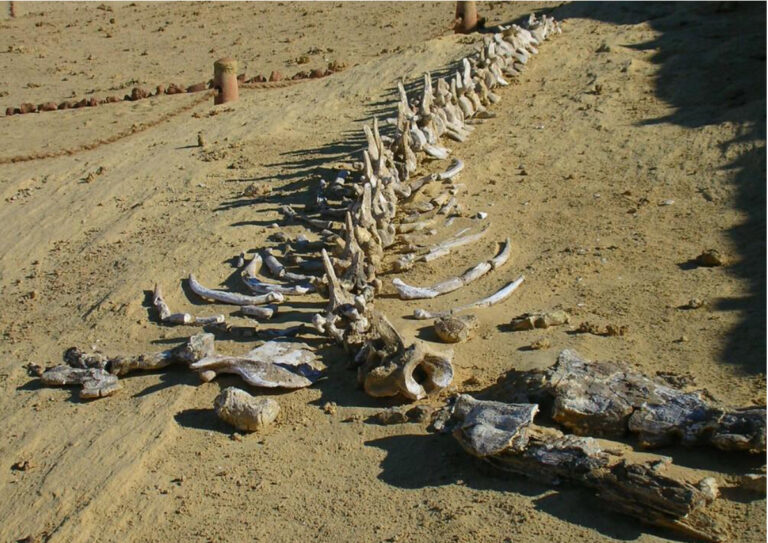 Wadi al-Hitan : quand le désert cache un océan disparu